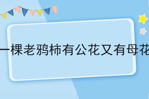 一棵老鸦柿有公花又有母花