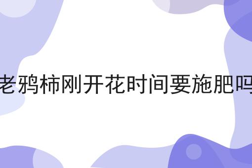 老鸦柿刚开花时间要施肥吗