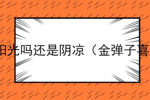 金弹子喜欢阳光吗还是阴凉（金弹子喜欢阳光吗?）