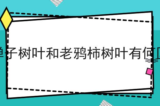 金弹子树叶和老鸦柿树叶有何区别