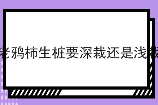 老鸦柿生桩要深栽还是浅栽