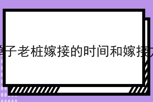 金弹子老桩嫁接的时间和嫁接方法