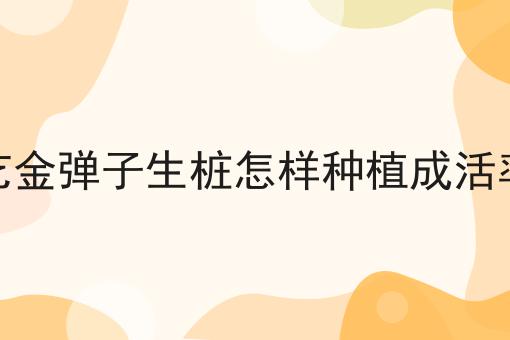 根艺金弹子生桩怎样种植成活率高