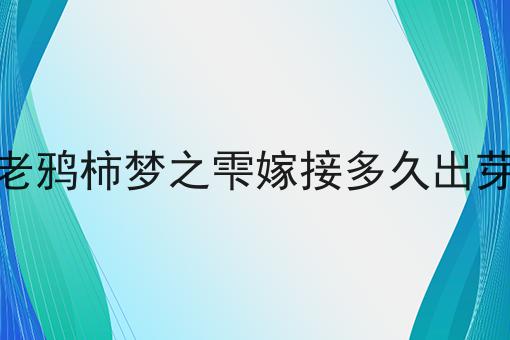 老鸦柿梦之雫嫁接多久出芽