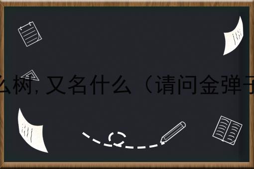 金弹子是什么树,又名什么（请问金弹子是什么树）