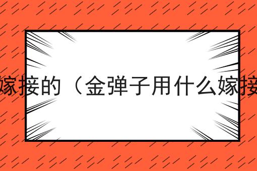 金弹子是什么树嫁接的（金弹子用什么嫁接法成活率最高）