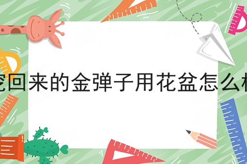 刚挖回来的金弹子用花盆怎么样栽