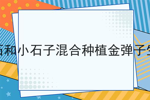 蛭石和小石子混合种植金弹子生桩