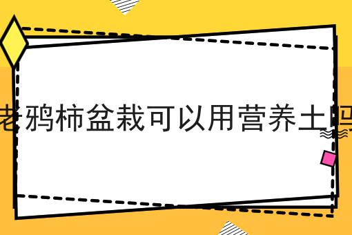 老鸦柿盆栽可以用营养土吗