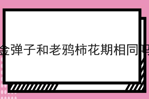 金弹子和老鸦柿花期相同吗