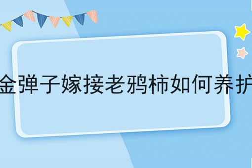 金弹子嫁接老鸦柿如何养护