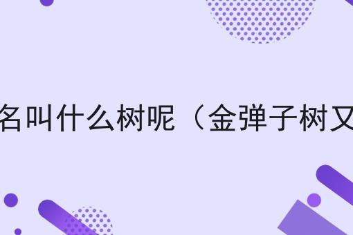 金弹子树俗名叫什么树呢（金弹子树又名叫什么）