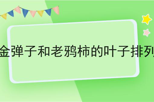 金弹子和老鸦柿的叶子排列