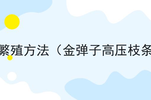 金弹子高压繁殖方法（金弹子高压枝条多久移栽）