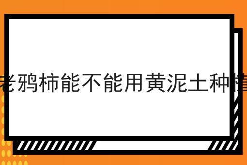 老鸦柿能不能用黄泥土种植