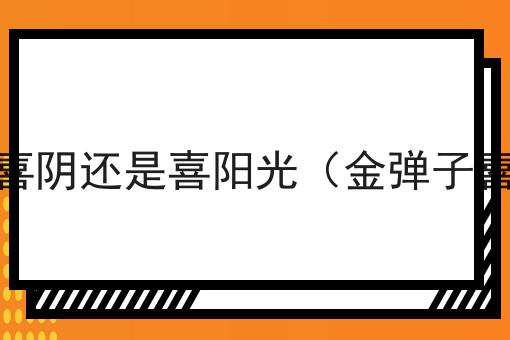 金弹子喜阴还是喜阳光（金弹子喜阴吗）