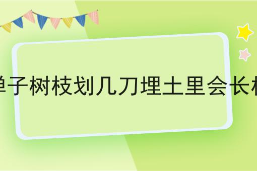 金弹子树枝划几刀埋土里会长根吗