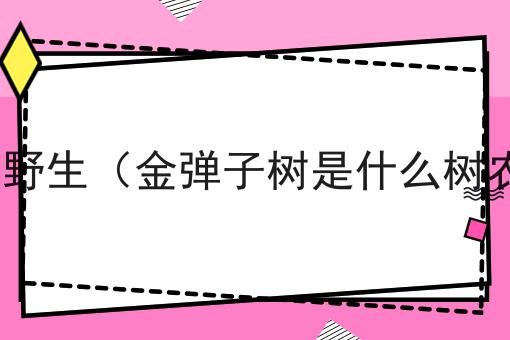 金弹子是什么树 野生（金弹子树是什么树农村叫什么名字）