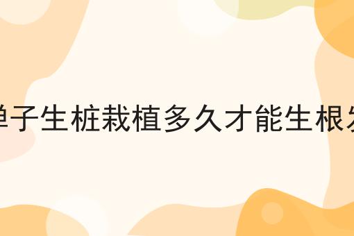 金弹子生桩栽植多久才能生根发芽