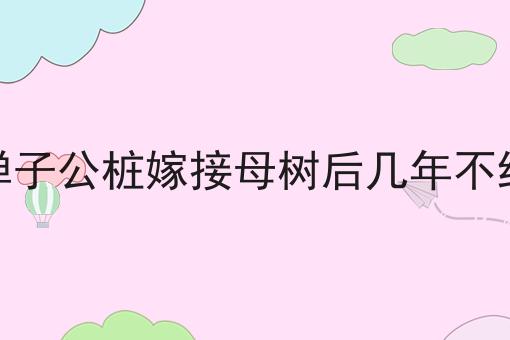 金弹子公桩嫁接母树后几年不结果