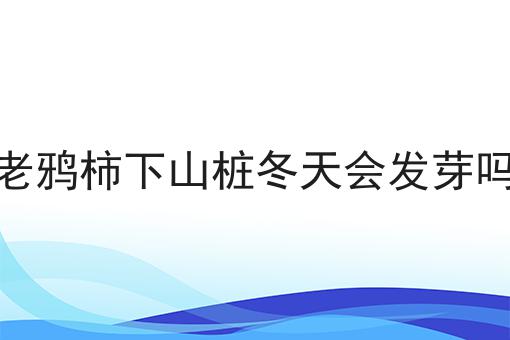 老鸦柿下山桩冬天会发芽吗