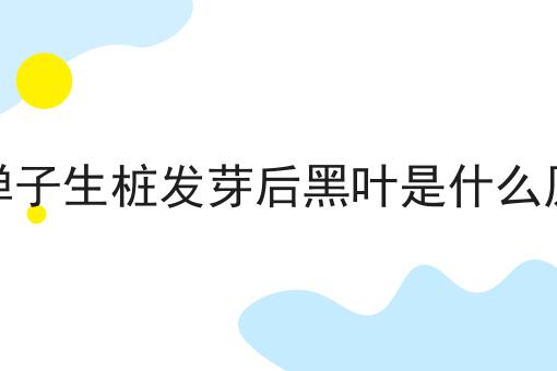 金弹子生桩发芽后黑叶是什么原因