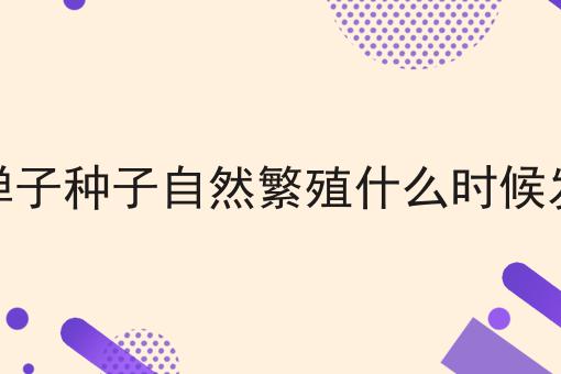 金弹子种子自然繁殖什么时候发芽