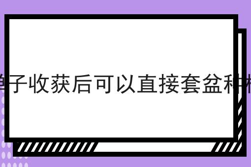 金弹子收获后可以直接套盆种植吗