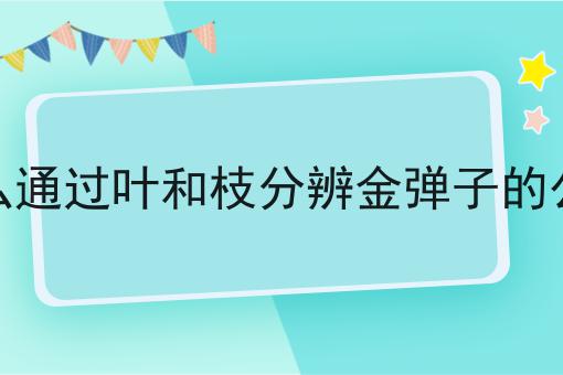 怎么通过叶和枝分辨金弹子的公母