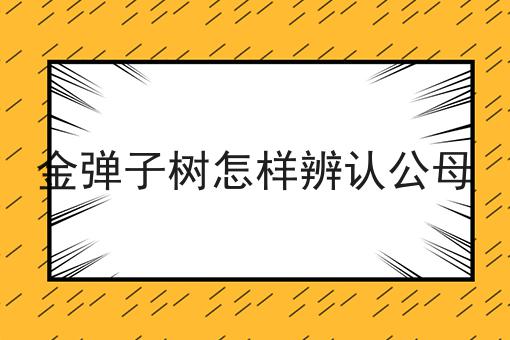 金弹子树怎样辨认公母