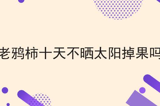 老鸦柿十天不晒太阳掉果吗