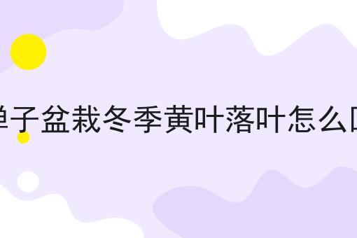 金弹子盆栽冬季黄叶落叶怎么回事