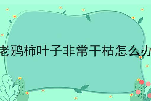 老鸦柿叶子非常干枯怎么办