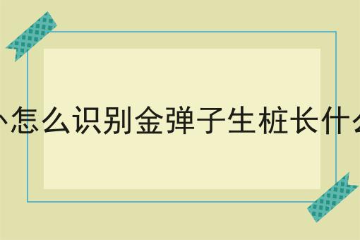 野外怎么识别金弹子生桩长什么样