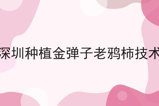 深圳种植金弹子老鸦柿技术