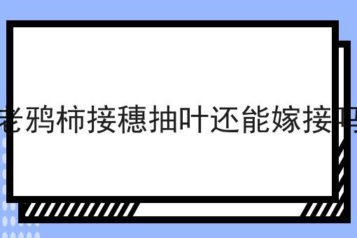 老鸦柿接穗抽叶还能嫁接吗